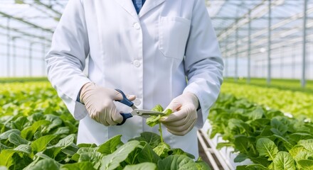 Expert agronomist in a sterile white coat carefully harvests a vibrant green leafy vegetable within a modern, sustainable greenhouse environment