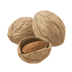 Minimal 2D flat vector of a Nutmeg, icon-style illustration on a white background