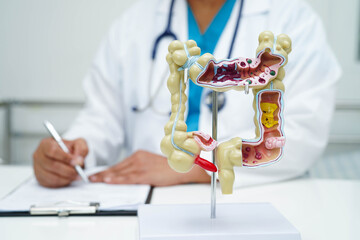 Obraz premium Intestine, doctor holding human anatomy model for study diagnosis and treatment in hospital.