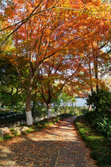 Naklejka premium The Xinzhuang Park in Minhang District, Shanghai, China, is a picturesque sight in the golden autumn.