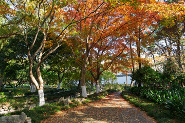 Naklejka premium The Xinzhuang Park in Minhang District, Shanghai, China, is a picturesque sight in the golden autumn.