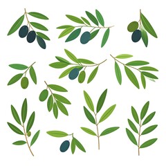 Olive Branches and Olives, Fresh and Healthy.