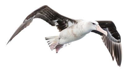 Obraz premium Majestic Albatross in Flight