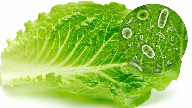 Close-up of fresh lettuce leaves with microscopic view of water droplets and bacteria, emphasizing natural produce cleanliness and health benefits