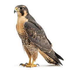 Majestic Eagle in Flight