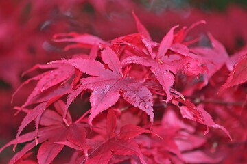 Blätter vom Fächer-Ahorn (Acer palmatum), Nahaufnahme