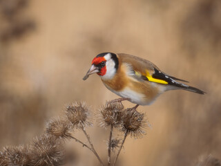 goldfinch (Carduelis carduelis) eating flower seeds