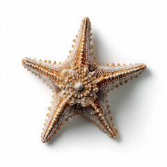 Close-up of detailed sea star with textured surface on white background