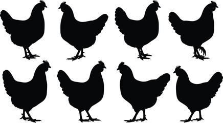 Black Silhouettes of Domestic Chickens, Hens, and Roosters Standing, Walking, and Pecking, Perfect for Farm, Poultry, Animal, and Livestock Vector Design, Isolated White Background