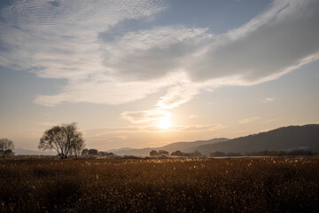 Dramatic Sunset Scenery Over Vast Reed Grass Field with Lone Bare Tree Silhouette