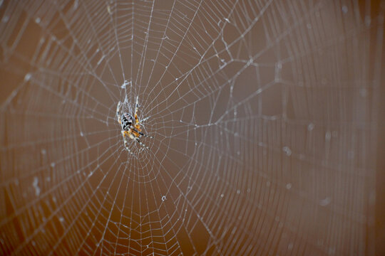 The spider species Araneus diadematus, commonly called the European garden spider, cross orbweaver, diadem spider, orangie, cross spider, and crowned orb weaver. Spider and spider's web