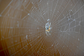The spider species Araneus diadematus, commonly called the European garden spider, cross orbweaver, diadem spider, orangie, cross spider, and crowned orb weaver. Spider and spider's web