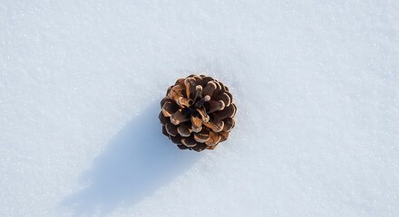 Textured Pine Cone on Sparkling White Snow Casting Long Blue Shadow in Winter Sunlight.