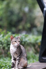 cat in the garden