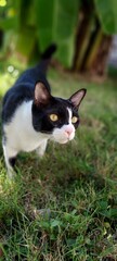 Obraz premium black and white cat Tuxedo Cat in the Sunlit Garden