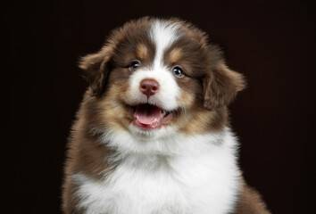 Cute little American Miniature Shepherd puppy on a brown background. Little fluffy puppy
