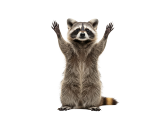 Young raccoon with fluffy fur, dark mask, bright eyes, and ringed tail stands upright, paws raised in triumph, gazing at camera on white background, joyful achievement concept