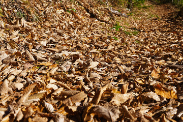Close-up view of dry fallen leaves covering a forest path in early winter