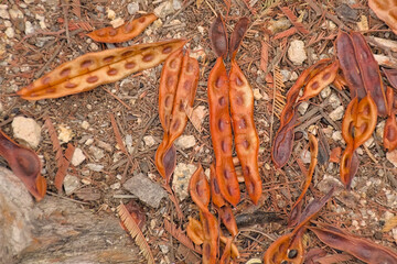 Open dried brown seedpods of a wattle plant on the forest floor - Acacia dealbata 