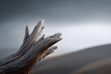 Striking image of weathered wood against a soft backdrop. Evokes resilience, natures artistry, and the passage of time. Perfect for backgrounds, textures, or symbolic designs.