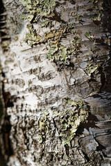 Close-up texture of birch tree bark with lichen in Norikura Highlands