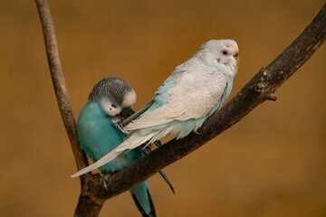Pair of budgerigars resting on a branch. One light blue, one turquoise with black markings.