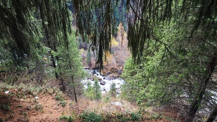 Mountain river viewed through dense conifer forest
Looking down through pine branches at a fast-flowing mountain river surrounded by evergreen trees and autumn foliage.
