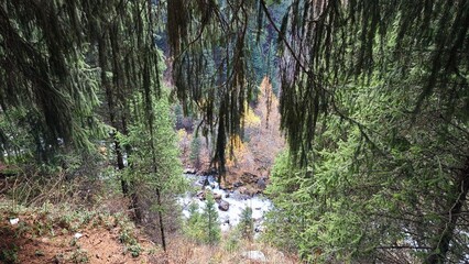 Mountain river viewed through dense conifer forest
Looking down through pine branches at a fast-flowing mountain river surrounded by evergreen trees and autumn foliage.
