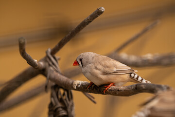 Small bird with beige plumage, red beak and feet, and striped tail perched on a branch.
