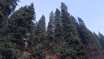 Tall pine trees in dense mountain forest under blue sky
Upward view of towering evergreen pine trees in a thick mountain forest with clear blue sky on a calm day.

