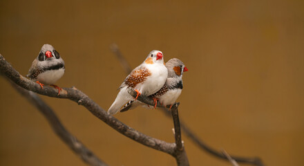 Trio of zebra finches perched on a branch. Two birds huddle closely, one stands apart. © KetteCreate