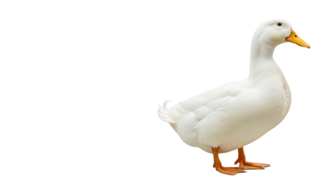 A pristine domestic white duck with transparent feathers, yellow-orange beak, and webbed feet, standing on a seamless high-key white studio background, concept of purity and naturalness