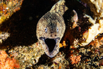 ウツボのアップ