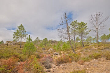 Obraz premium mountain plateau with rocks and pine trees in Penada-Geres national park, Portugall 
