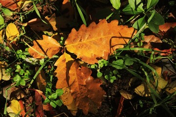 Forest. Quercus leaf. Autumn.