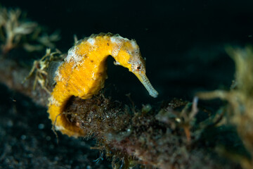 タツノオトシゴ