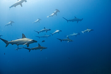 サメの群れ