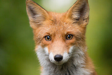 Red Fox