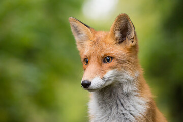 Red Fox
