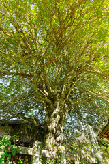 Low angle view of a giant fragrant olive tree with dense green foliage in Tsumago-juku, Nagano, Japan
