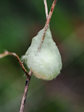 Braconid wasps stung

