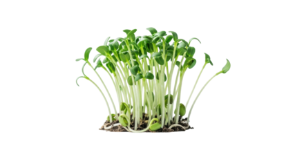 Vibrant green sprouts with delicate stems and fresh leaves, emerging from light soil on a transparent surface, macro, sharp focus, soft light, blurred white background, concept of new beginnings and