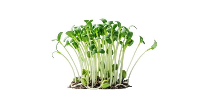 Vibrant green sprouts with delicate stems and fresh leaves, emerging from light soil on a transparent surface, macro, sharp focus, soft light, blurred white background, concept of new beginnings and