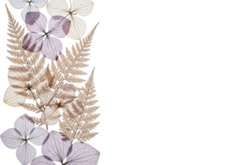 Delicate, translucent, pressed botanical elements like hydrangea petals and fern fronds, in pale lavender, pink, beige, against a transparent background with copy space, serene and elegant atmosphere