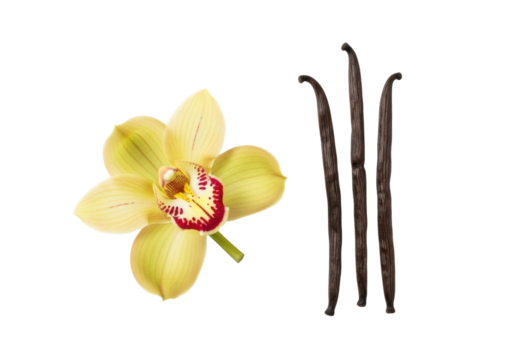 Vibrant light yellow orchid with red accents and three dark brown vanilla beans, flat lay on a transparent background with negative space, gourmet luxury ingredients concept