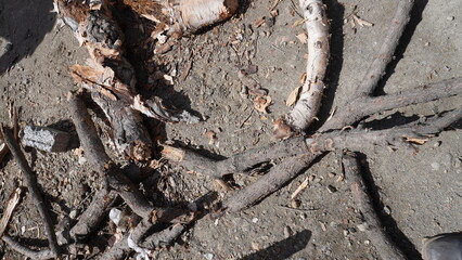 Close-up of weathered, twisted tree roots and debris on a rough gray concrete ground, contrast concept.