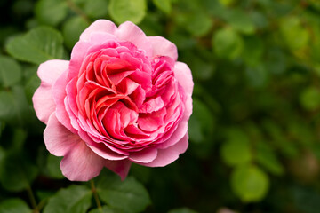 Bloom pink rose with green leave in the garden