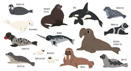 Fototapeta na wymiar Set of cute Arctic and subarctic marine mammals animals. Various species of fur seals.