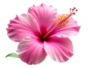 Side-View Pink Hibiscus with Curved Petals and Extended Stamen, PNG Cutout