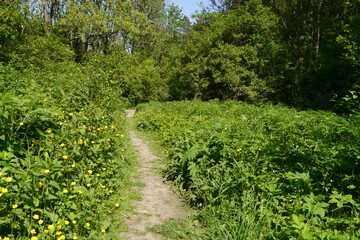 Wanderweg im Orphalgrund bei Erfurt